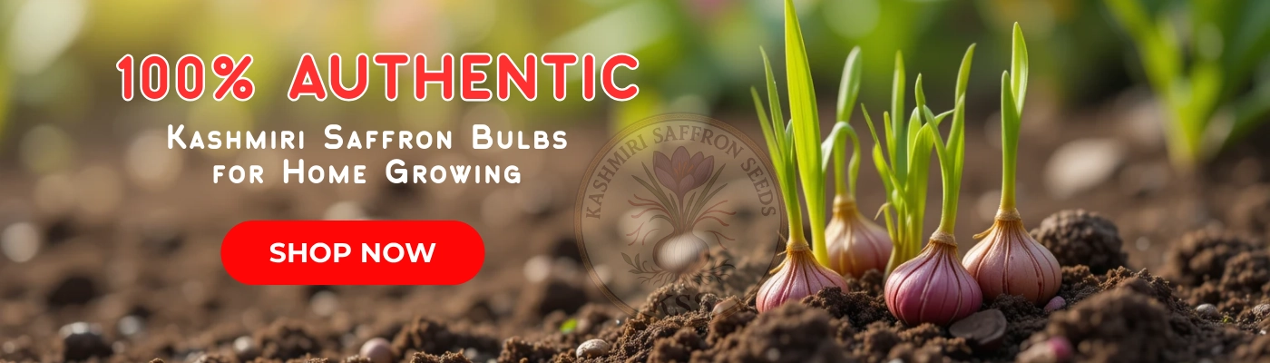 100% Authentic Kashmiri Saffron