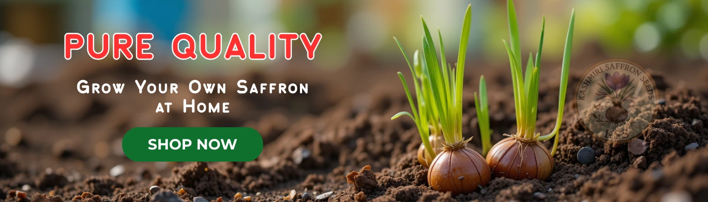 Premium Quality Kesar