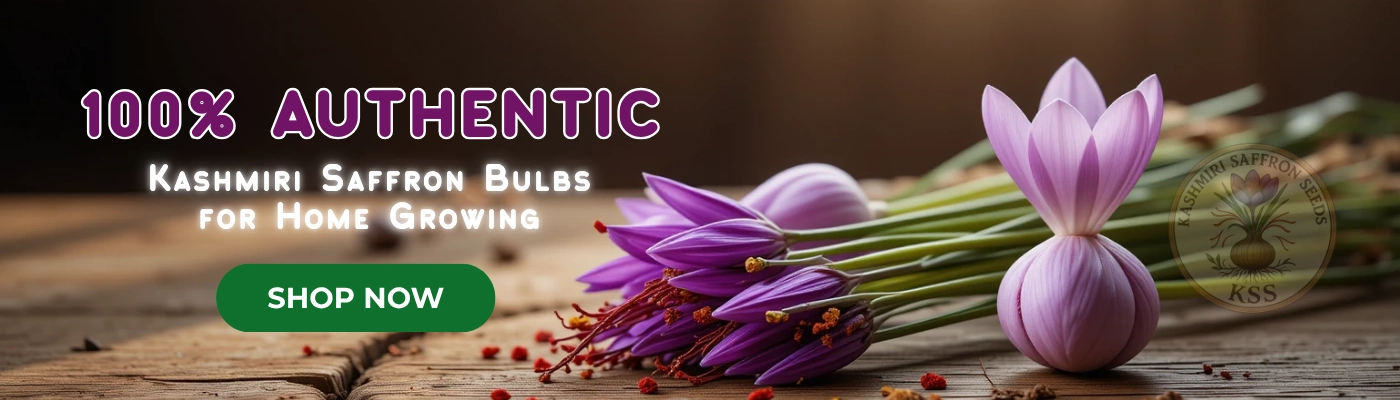 Fresh Harvest Saffron