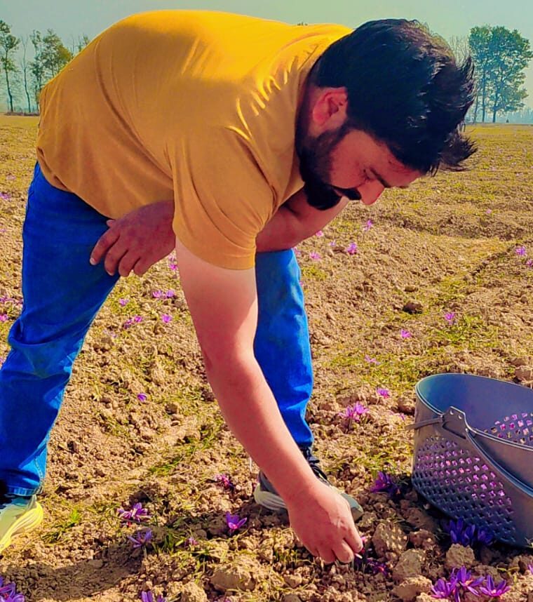 Premium Kashmiri Saffron Corms - Grow Your Own Saffron