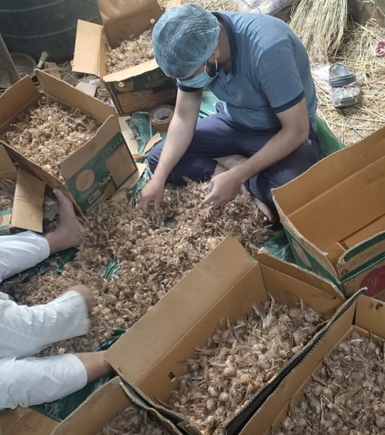 Kesar See Sorting - Premium Quality Saffron