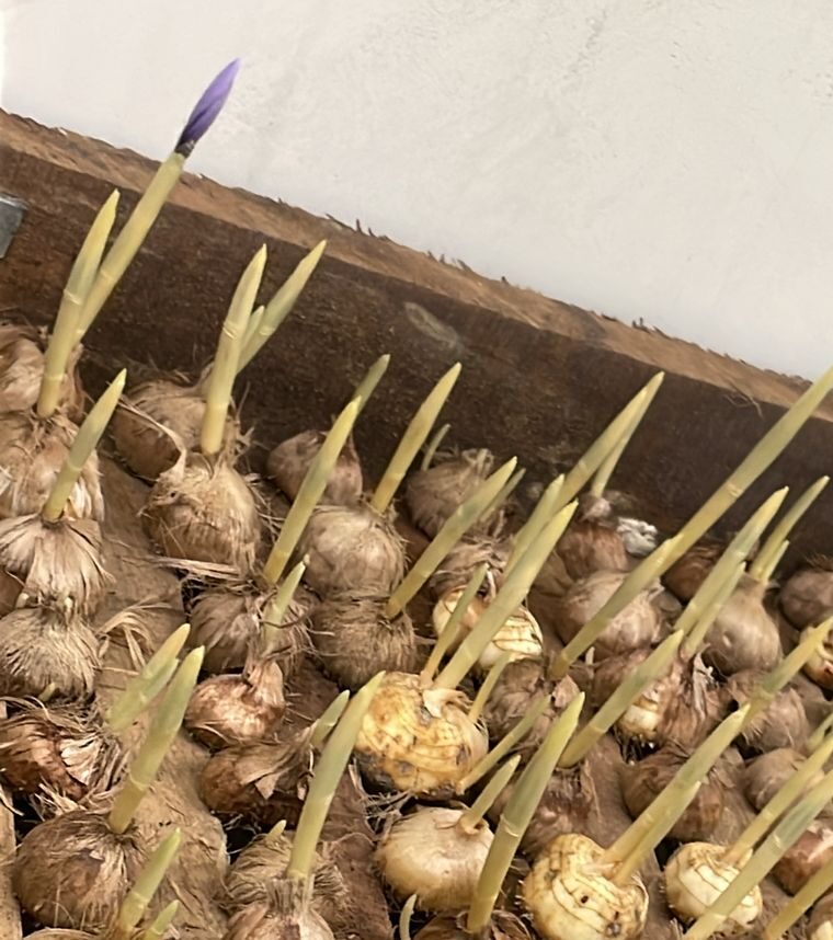 Saffron Farming with Hydroponic Technology