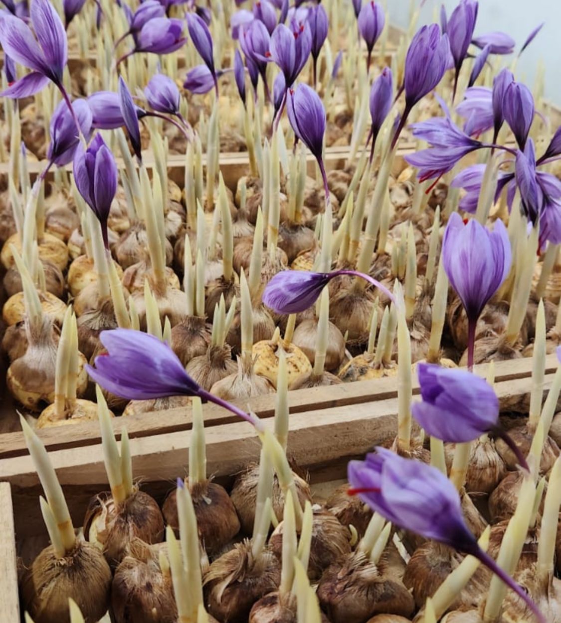 Saffron Blooming in Hydroponic Technology