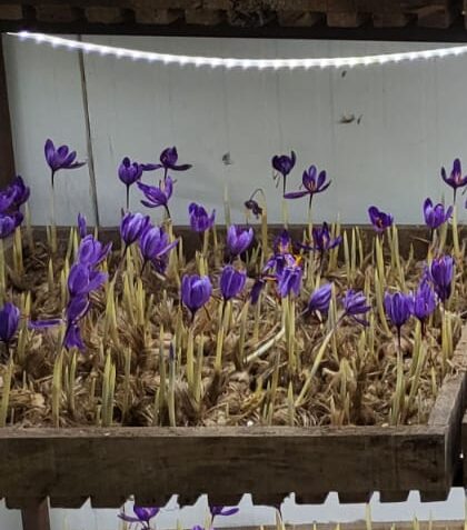 Kashmiri Saffron: The World's Finest Spice