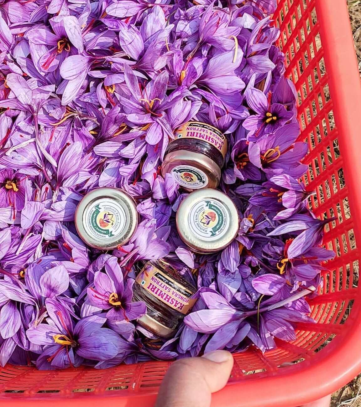 Kashmiri Saffron: Benefits, Cultivation, and Tips