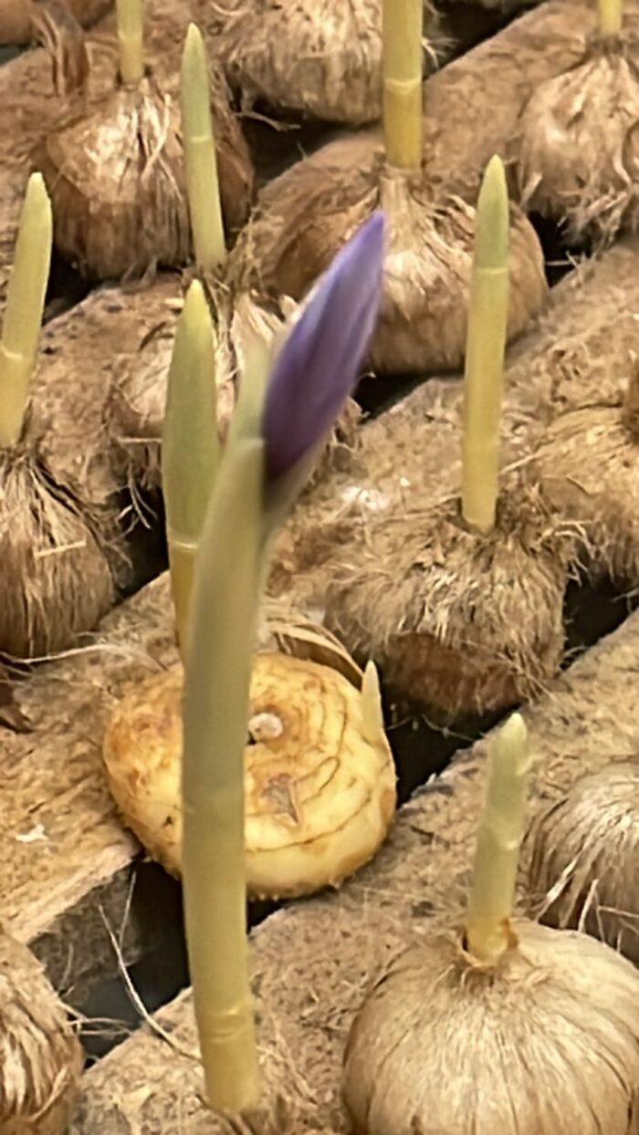 Kashmiri Saffron