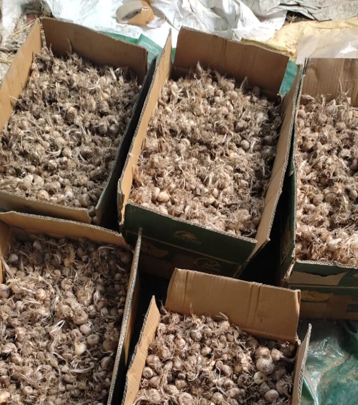 Saffron Corms